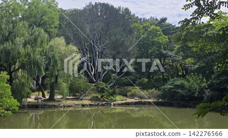 Rare Lacebark pine tree with distinctive white bark in a green forest 142276566