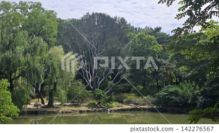 Rare Lacebark pine tree with distinctive white bark in a green forest Rare Lacebark pine tree with distinctive white bark in a green forest 142276567