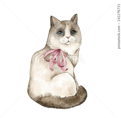 Watercolor Ragdoll cat sitting upright with a pink bow around its neck, cream fur, brown markings and blue eyes, an illustration for nursery decor, cards, stationery and gifts. Watercolor Ragdoll cat sitting upright with a pink bow around its neck, cream fur, brown markings and blue eyes, an illustration for nursery decor, cards, stationery and gifts. 142276731