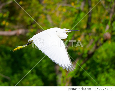 Little egrets soaring through the green forest Little egrets soaring through the green forest 142276782
