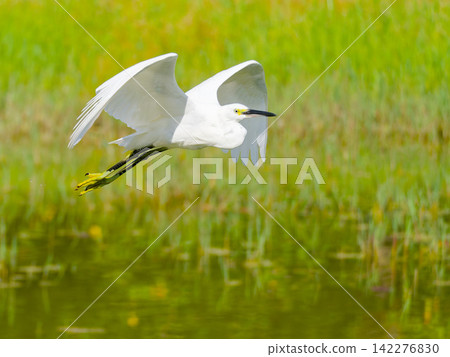 Little egrets flying over a lush, green waterside. 142276830