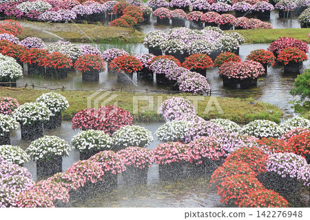 Alps Azumino National Park: Floating flowerbed of Sanpatiens Alps Azumino National Park: Floating flowerbed of Sanpatiens 142276948
