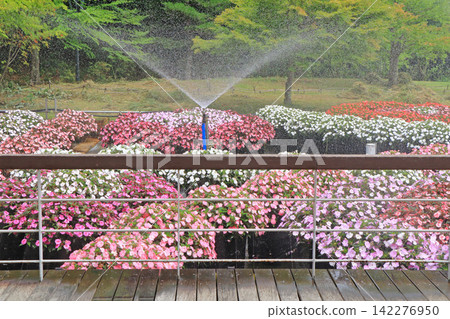 阿爾卑斯安曇野國立公園:Sanpatiens的漂浮花壇 阿爾卑斯安曇野國立公園:Sanpatiens的漂浮花壇 142276950