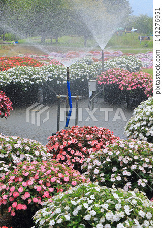 阿爾卑斯安曇野國立公園:Sanpatiens的漂浮花壇 阿爾卑斯安曇野國立公園:Sanpatiens的漂浮花壇 142276951