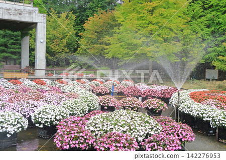 阿爾卑斯安曇野國立公園:Sanpatiens的漂浮花壇 阿爾卑斯安曇野國立公園:Sanpatiens的漂浮花壇 142276953