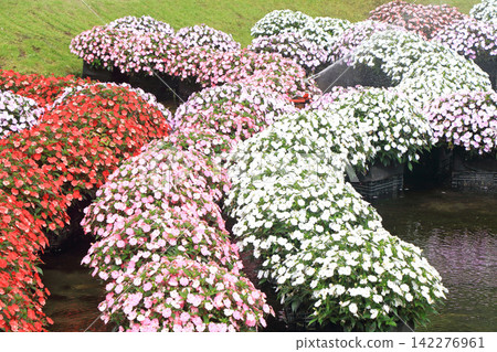 Alps Azumino National Park: Floating flowerbed of Sanpatiens Alps Azumino National Park: Floating flowerbed of Sanpatiens 142276961