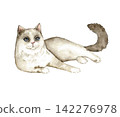 Watercolor Ragdoll cat lying on its side with a raised fluffy tail, cream fur, brown markings and blue eyes, an illustration for nursery decor, cards, stationery and pet lovers. 142276978