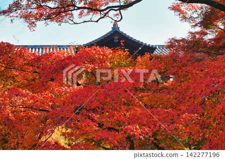 Kyoto, Tofuku-ji Temple: Beautiful autumn foliage (Higashiyama Ward, Kyoto City, Kyoto Prefecture) Kyoto, Tofuku-ji Temple: Beautiful autumn foliage (Higashiyama Ward, Kyoto City, Kyoto Prefecture) 142277196