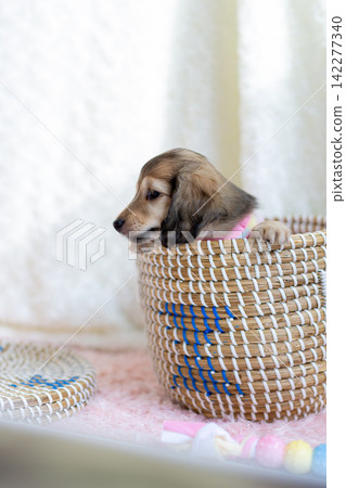 Kaninchen Dachshund puppy 142277340
