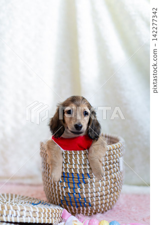Kaninchen Dachshund puppy 142277342
