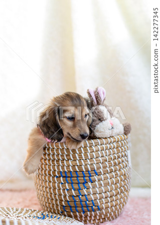 Kaninchen Dachshund puppy Kaninchen Dachshund puppy 142277345
