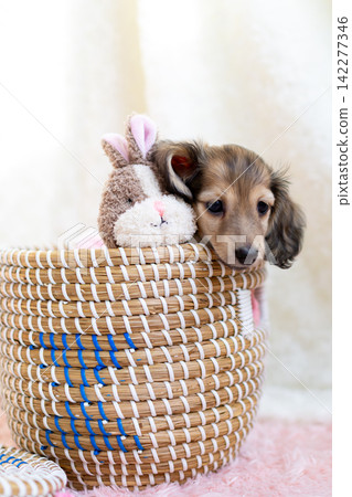 Kaninchen Dachshund puppy Kaninchen Dachshund puppy 142277346