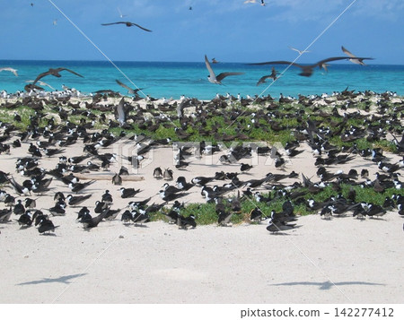 一大群鳥聚集在米迦勒礁島上,周圍是清澈見底的海水和廣闊的藍天(澳洲)。 一大群鳥聚集在米迦勒礁島上,周圍是清澈見底的海水和廣闊的藍天(澳洲)。 142277412