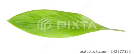 Ginger and ginger leaves isolated on white background Ginger and ginger leaves isolated on white background 142277533