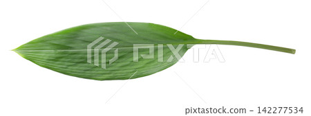 Ginger and ginger leaves isolated on white background Ginger and ginger leaves isolated on white background 142277534