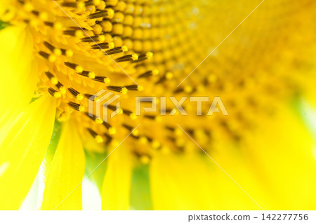 Sunflower field I saw someday Sunflower field I saw someday 142277756