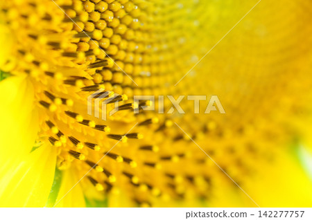 Sunflower field I saw someday Sunflower field I saw someday 142277757