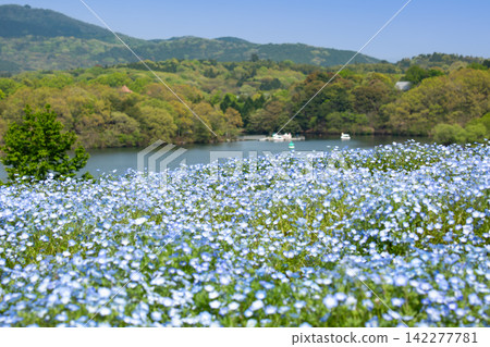 大分農業文化公園的Nemophila 大分農業文化公園的Nemophila 142277781