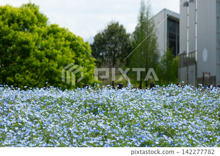 大分農業文化公園的Nemophila 大分農業文化公園的Nemophila 142277782