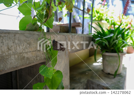 A black butterfly with white spots perched on a leaf inside a greenhouse. A black butterfly with white spots perched on a leaf inside a greenhouse. 142278062