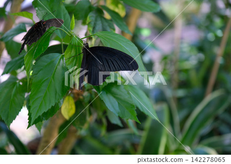 Two black swallowtail butterflies perched on a green leaf. Two black swallowtail butterflies perched on a green leaf. 142278065