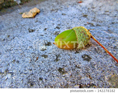 Fresh green acorn with its highly textured cupule and small twig. Fresh green acorn with its highly textured cupule and small twig. 142278182