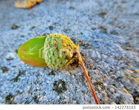 Fresh green acorn with its highly textured cupule and small twig. Fresh green acorn with its highly textured cupule and small twig. 142278183