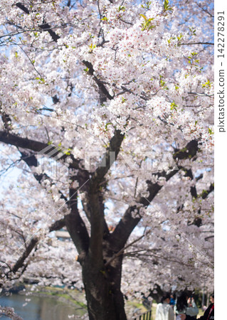 Cherry blossoms and flower viewing at Oita Castle Ruins Park Cherry blossoms and flower viewing at Oita Castle Ruins Park 142278291