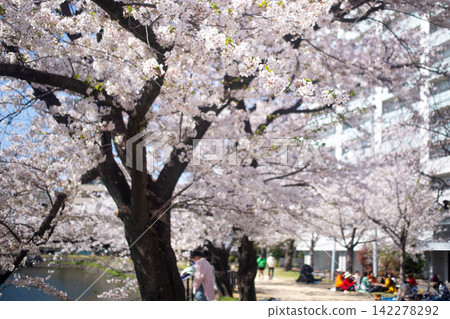 Cherry blossoms and flower viewing at Oita Castle Ruins Park Cherry blossoms and flower viewing at Oita Castle Ruins Park 142278292