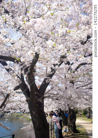 大分城遺址公園賞櫻賞花 142278295