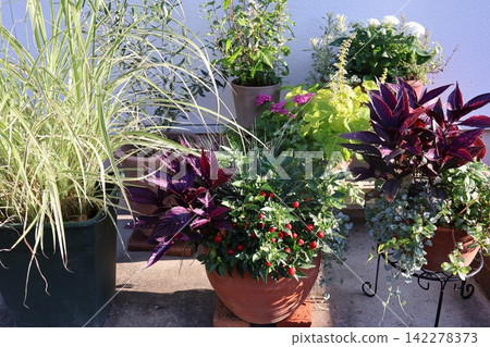 Flower arrangements and pots in front of the entrance 142278373