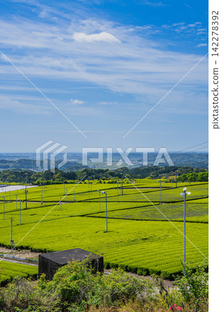 靜岡縣磐田市的茶園景觀 靜岡縣磐田市的茶園景觀 142278392
