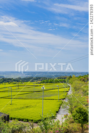 靜岡縣磐田市的茶園景觀 靜岡縣磐田市的茶園景觀 142278393