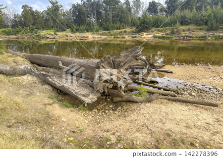 A fallen tree in the Grose River in Yarramundi Reserve in the Hawkesbury 142278396