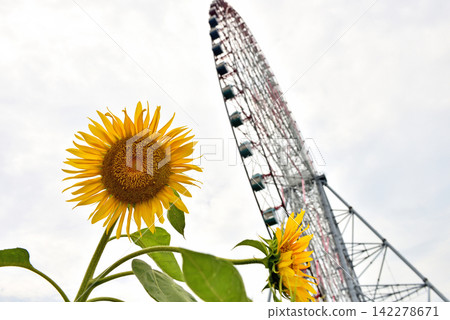 葛西臨海公園的摩天輪在盛開的大向日葵的襯托下顯得格外醒目。 142278671
