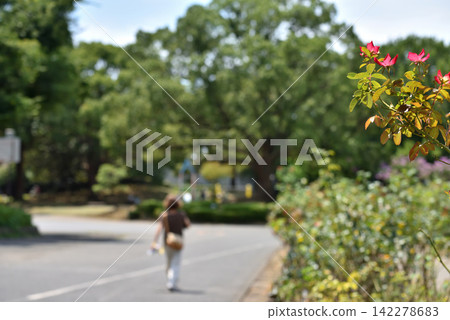 一位女士在平塚的公園裡散步。 142278683