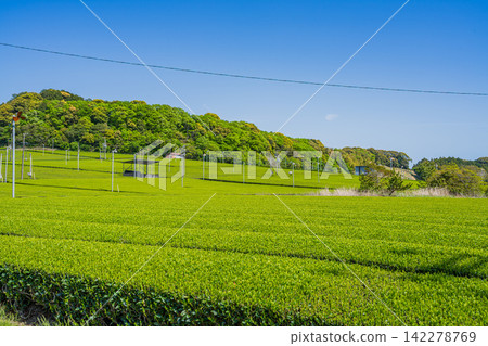 袋井市（靜岡縣）三河茶園的風景 142278769