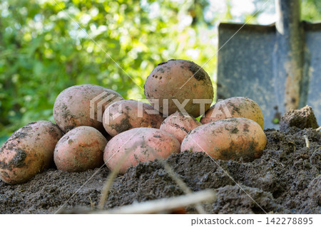 Freshly Harvested Organic Potatoes Lying in Dark Soil with Gardening Shovel in Sunny Backyard Vegetable Garden Freshly Harvested Organic Potatoes Lying in Dark Soil with Gardening Shovel in Sunny Backyard Vegetable Garden 142278895
