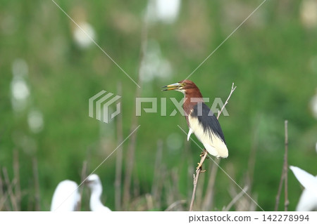 Red-crowned Heron (Rare Bird) Red-crowned Heron (Rare Bird) 142278994