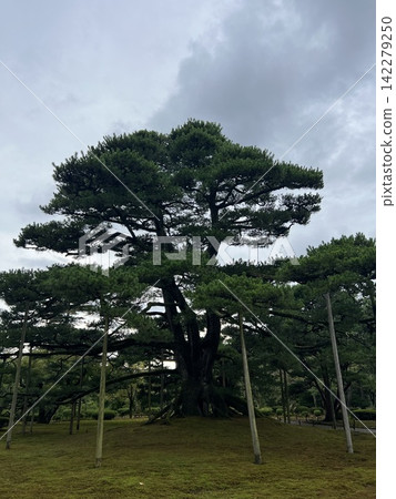 有鬆樹的風景 有鬆樹的風景 142279250