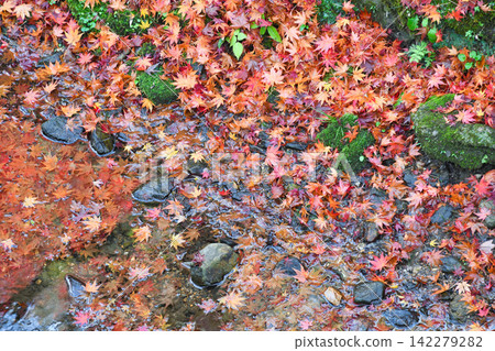 Kyoto, Tofuku-ji Temple, Senkyokan: Beautiful autumn leaves scattered around (Higashiyama Ward, Kyoto City, Kyoto Prefecture) Kyoto, Tofuku-ji Temple, Senkyokan: Beautiful autumn leaves scattered around (Higashiyama Ward, Kyoto City, Kyoto Prefecture) 142279282