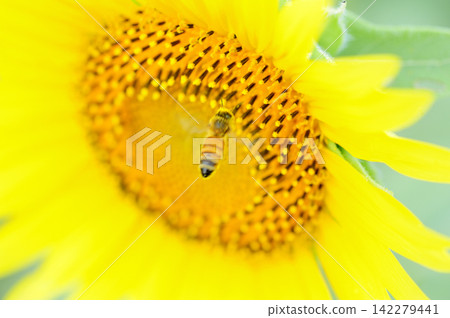 Sunflowers and honey bees Sunflowers and honey bees 142279441