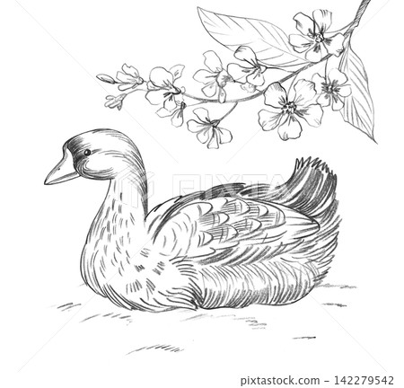 Goose and branch of the bird cherry. Handmade farm pencil illustrations. For design of cards, cover, prints, product labels and fabric. Goose and branch of the bird cherry. Handmade farm pencil illustrations. For design of cards, cover, prints, product labels and fabric. 142279542