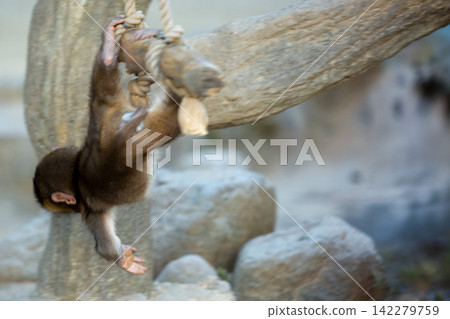 Baby monkeys playing on a swing at Takasakiyama Mountain. Baby monkeys playing on a swing at Takasakiyama Mountain. 142279759