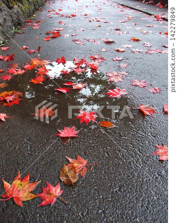 Puddles and maple leaves Puddles and maple leaves 142279849