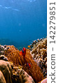 Tomato clownfish (Amphiprion frenatus) guarding a Bubble-tip anemone (Entacmaea quadricolor) in a vivid bustling tropical reef. Dauin, Philippines 142279851