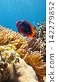 Close-up of a tomato clownfish (Amphiprion frenatus) among the tentacles of sea anemones, illuminated by gentle sunlight that makes the water glitter. Dauin, Philippines 142279852