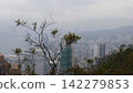 Foggy cityscape view of Hong Kong with skyscrapers and trees in the foreground during the winter 142279853