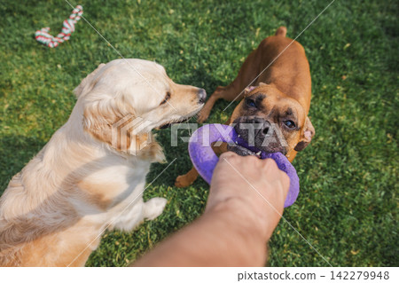 Boxer Dog and Golden Retriever Tugging Purple Ring Toy on Grass Boxer Dog and Golden Retriever Tugging Purple Ring Toy on Grass 142279948