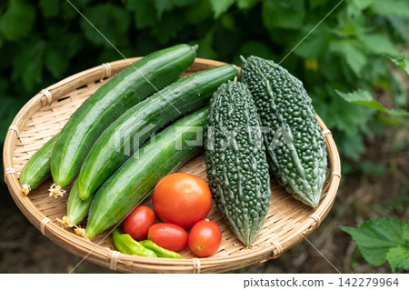一籃從自家花園新鮮採摘的夏季蔬菜(八月)。 一籃從自家花園新鮮採摘的夏季蔬菜(八月)。 142279964